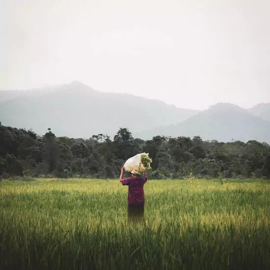 close-up of a worker in the cotton fields