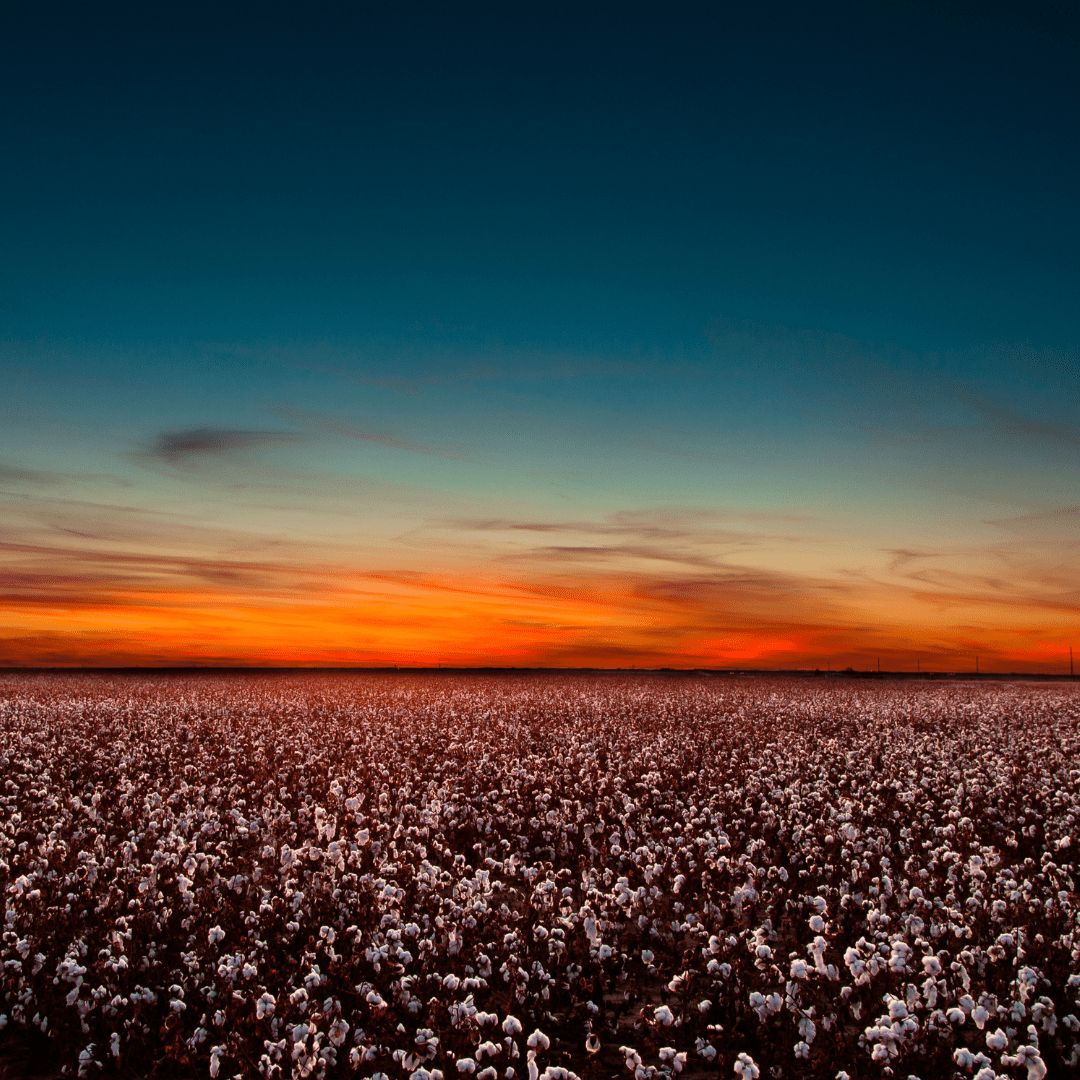 organic cotton field